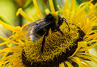 蜂花粉适合什么人吃 吃蜂花粉的好处