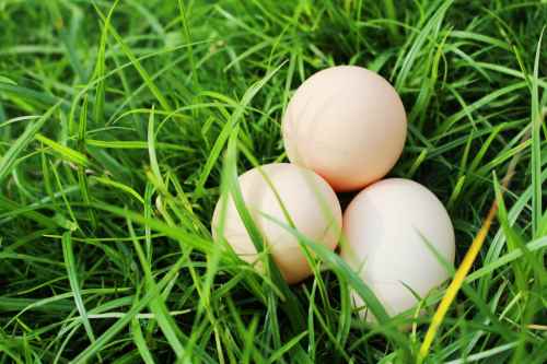 孕妇吃鸡蛋好还是鸭蛋好|产后吃鸡蛋好还是鸭蛋好 许多人都想知道答案