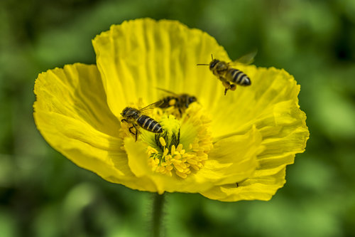 密蜂花粉有什么用_蜂花粉适合什么人吃 吃蜂花粉的好处