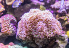 珊瑚是动物还是植物 珊瑚是什么