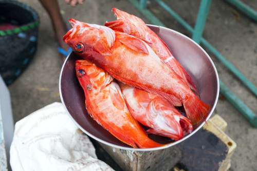[石斑鱼肚的营养价值]石斑鱼的营养价值 哪些人适合吃石斑鱼