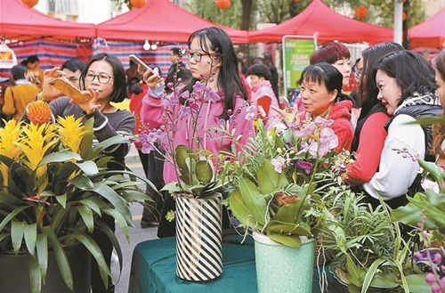 19年春节深圳将再添一大型迎春花市 莲花山附近