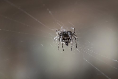 梦见大蜘蛛是什么征兆