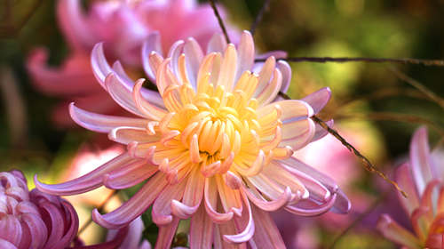漂亮的九九重阳节菊花图片