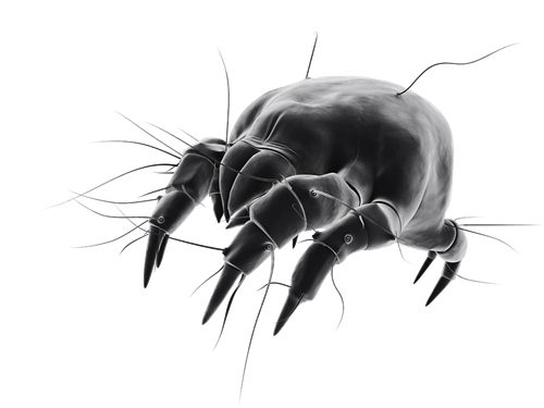 螨虫过敏症状图片介绍 教你识别螨虫过敏