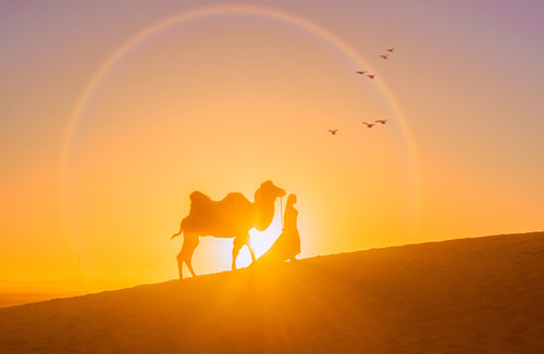 2018神曲沙漠骆驼歌词分享
