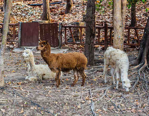 羊驼幼崽多少钱一只 草泥马价格介绍