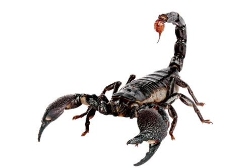 世界上最大的蝎子非洲帝王蝎