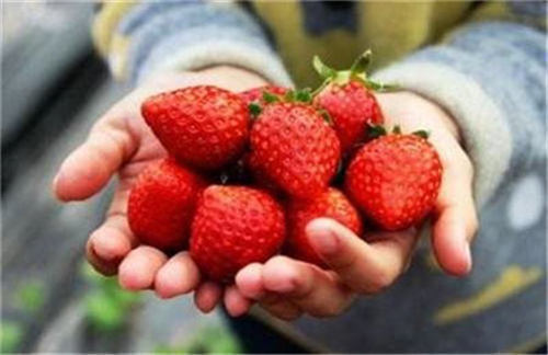 深圳草莓季来啦 39.9元牛奶草莓让你摘个遍