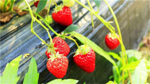 深圳草莓季来啦 39.9元牛奶草莓让你摘个遍