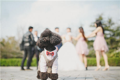 2019年属狗人适合结婚吗 属狗人几月结婚最好（图片来源：摄图网）