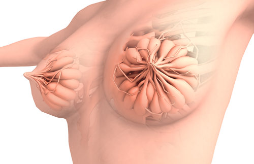 乳房胀痛几天后来月经 乳房胀痛是癌症吗