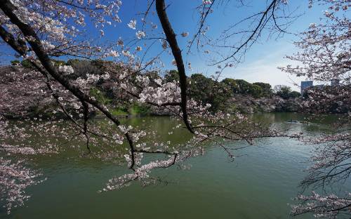 2019日本樱花哪里好看 日本樱花最好看的地方