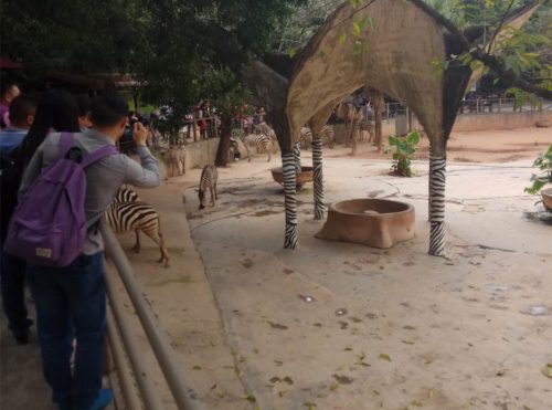 2019深圳野生动物园有什么动物 附最佳游览路线
