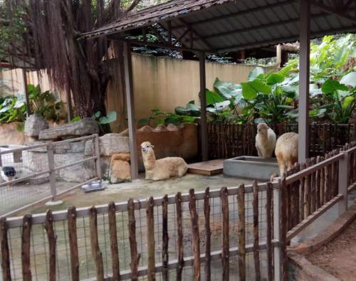 2019深圳野生动物园有什么动物 附最佳游览路线