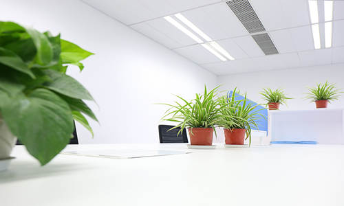 办公室植物过多影响风水吗 办公室植物风水禁忌