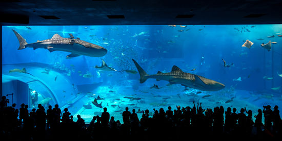 世界上最大的鲨鱼排行榜