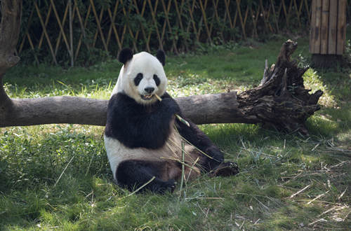 梦见小熊猫是什么意思