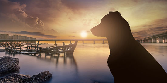 世界十大禁犬 比特第一藏獒第二