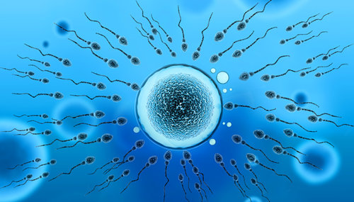 精子和卵子结合过程详解 附：男人精子图片