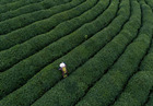 中国十大名茶排名 中国十大名茶有哪些