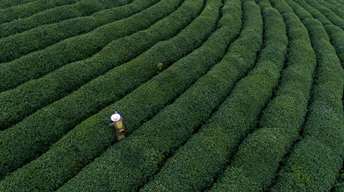 中国十大名茶排名 中国十大名茶有哪些