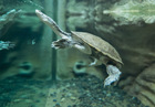 深水龟有哪些 什么宠物龟可以深水养
