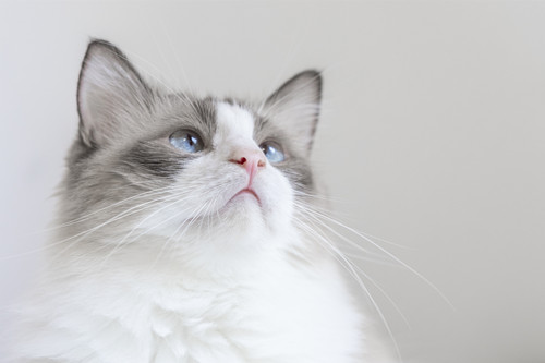猫发出呼噜呼噜的声音是什么意思