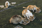 天然猫粮 盘点十大天然猫粮排名