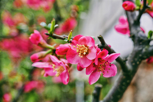 广州十一月赏花的公园 这几个不容错过