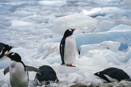 BBC摄影师在南极哭了 为什么南极太热了