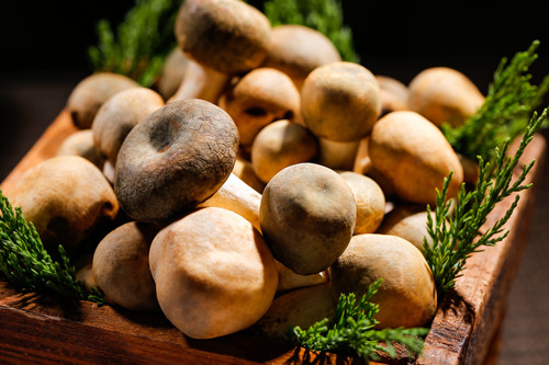 猪肚菇怎么做好吃 猪肚菇的营养价值及功效