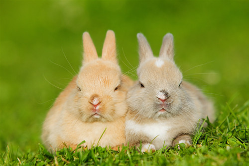 最受欢迎的兔子排名 最受欢迎的兔子品种
