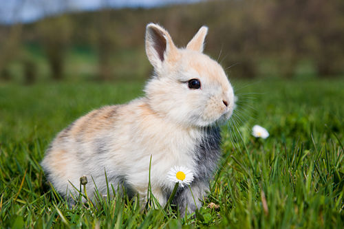 小白兔的生活习性 小白兔资料大全