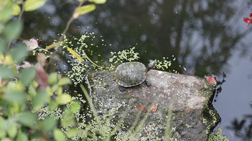 中华草龟能长多大 中华草龟能活多少年