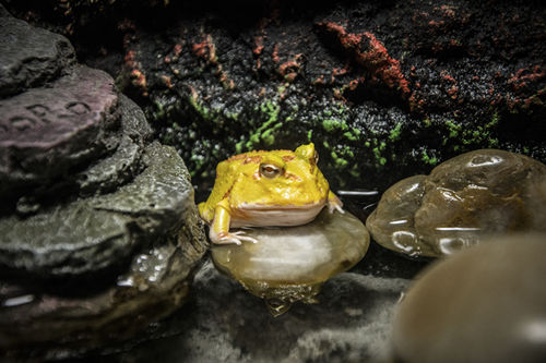 黄金角蛙寿命解析黄金角蛙寿命是多久呢 查查吧