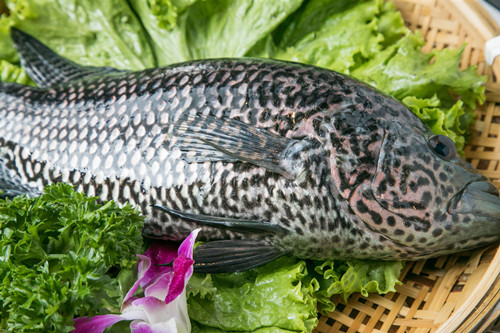 石斑鱼是海水鱼还是淡水鱼 石斑鱼的营养和功效
