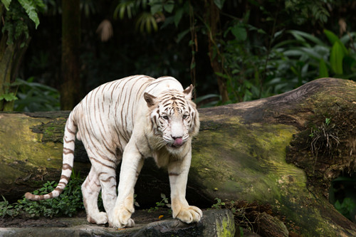 新加坡动物园攻略 新加坡动物园门票