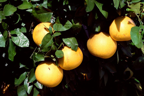 葡萄柚是凉性水果吗 葡萄柚的功效与作用