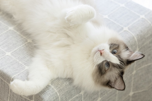 成年布偶猫能长多大 成年布偶猫体重