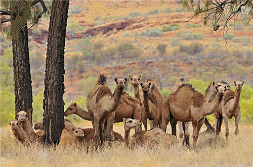 澳大利亚射杀骆驼怎么回事 射杀骆驼的真相曝光