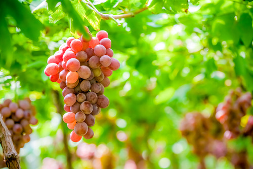 葡萄哪里产的最好 葡萄哪里产的好吃