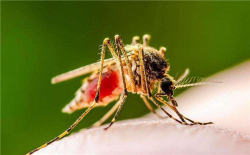 蚊子会不会传播新型冠状病毒 怎么防范