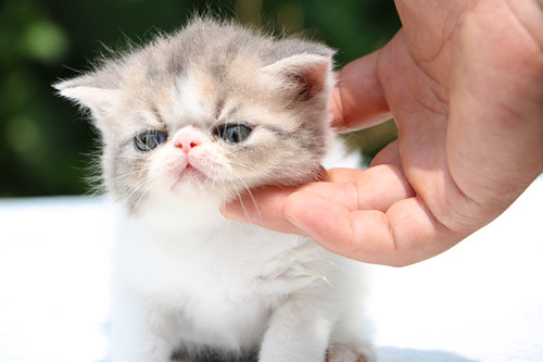 小加菲猫多少钱一只 小加菲猫怎么养