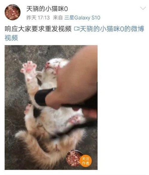 拍摄虐猫视频大学生道歉 范源庆个人资料曝光