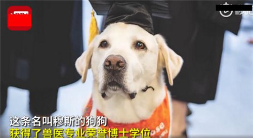 8岁治疗犬获博士学位怎么回事 为什么能获得学位