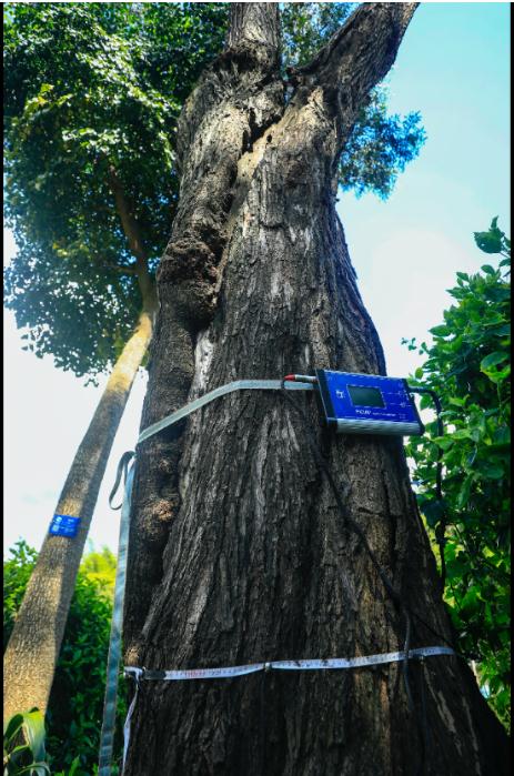 深圳市属公园给1.7万棵树做“体检”