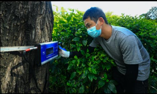 深圳市属公园给1.7万棵树做“体检”