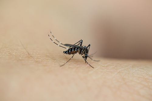 日本一驱蚊产品含农药成分 避免给婴幼儿使用