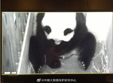 旅美大熊猫产后疑遭虐待 现场监控曝光虐待过程